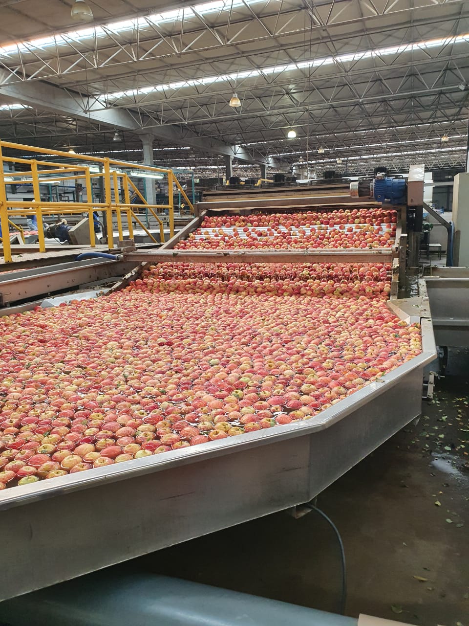 Conservação e armazenagem de frutas em atmosfera controlada Janus & Pergher